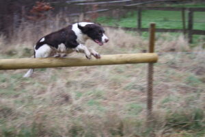 Gundog training with Eric Burchell