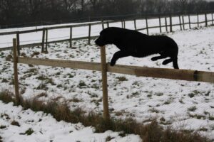 Expert-led gun dog training