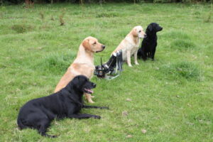 Gundog training canterbury