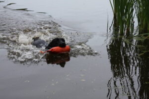 Gundog training classes