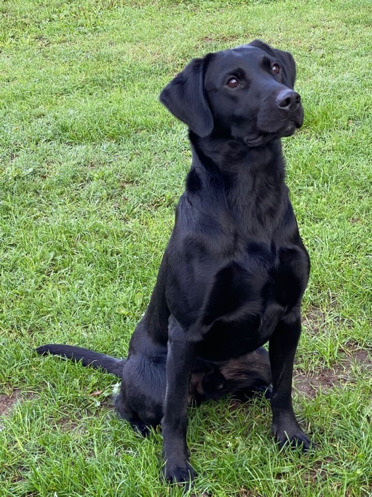 Young Labardor Retrievers for sale – Bournepark Gundogs